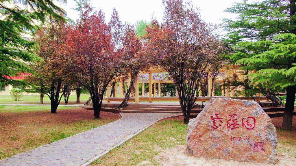 校园景观——紫藤园